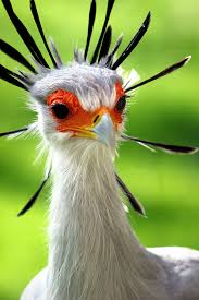 Bird With Big Eyes Name Pin On Birds Of A Feather Flock Together
