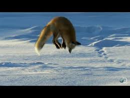 Fox tv, türkiye'de yayın yapan televizyon kanalıdır.yayın hayatına 1993 yılında başlamıştır.dizi ve genel. Fox Dives Headfirst Into Snow North America Youtube