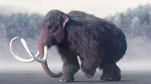 Image result for mammuthus primigenius