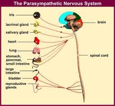 Parasympathetic Nervous System Rest And Digest Relaxed And Contented In 2020 Parasympathetic Nervous System Parasympathetic Nervous System