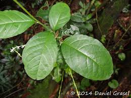 Image result for Petiveria