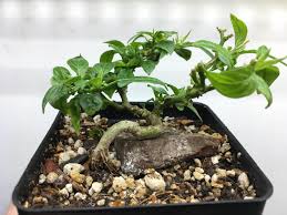 Charapita Chili Pepper Bonsai About 1yr Old Bonchi Starting To Bud For The 3rd Time Looking Forward To Some Mini Peppers R Bonchi