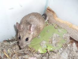 Check spelling or type a new query. House Questions Pack Rats Invade Storage Shed Home Garden Tucson Com