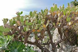 Image result for Opuntia