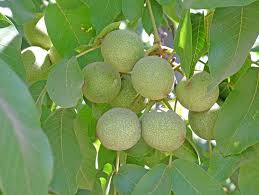 Image result for Walnut blight