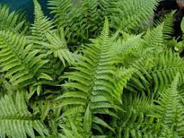 Image result for Microlepia speluncae