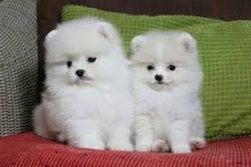 ãƒœãƒ¼ãƒ‰ Pomeranian ã®ãƒ”ãƒ³