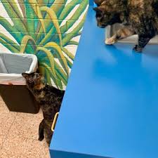 Tell us more about this location. Pet Doctor Az 1st Glenn 2661 N 1st Avenue Tucson Az Veterinarians Mapquest
