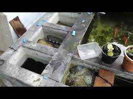 Filter Kolam Koi Murah Air Jernih Youtube Kolam Ikan Instagram Kolam
