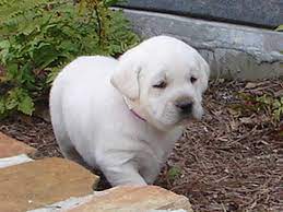 White Labrador Retriever Puppies White Labrador Labrador Retriever Puppies Labrador Retriever