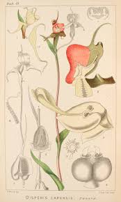 Image result for Disperis reichenbachiana