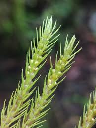 Image result for Huperzia verticillata