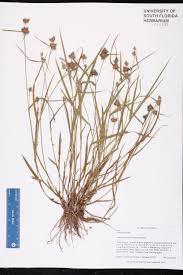 Image result for Fuirena bullifera