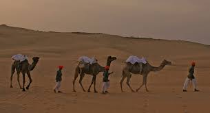 The camel in the tent. Reggie S Camel Camp Osian Official Website