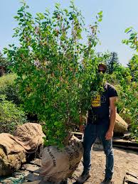 Image result for Amelanchier laevis