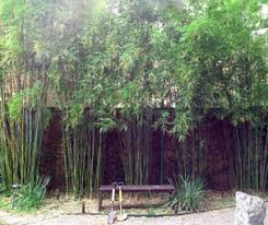 Get latest info on bamboo plants, suppliers, manufacturers, wholesalers, traders, wholesale suppliers with bamboo plants prices for buying. Houston Bamboo Nursery