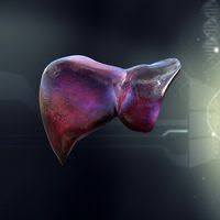 Liver and gall bladder in the context. Human Liver 3d Model