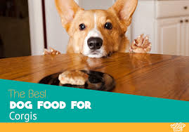 best dog food for corgis reviews and top picks for 2019