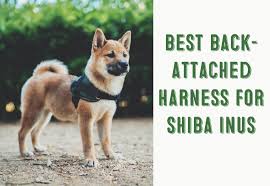 Black And Tan Shiba Inu Chihuahua Mix Best Back Attached Harnesses For Shiba Inus My First Shiba Inu Shiba Inu Shiba Puppy Harness