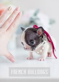 Toy Teacup Puppies For Sale Teacups Puppies And Boutique