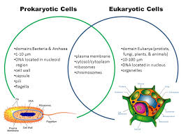 Are plant cells eukaryotic or prokaryotic. Prokaryotic Cells Eukaryotic Cells Domains Bacteria Archaea 1 10 Mm Ppt Video Online Download