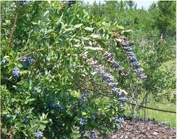 Image result for Vaccinium stanleyi