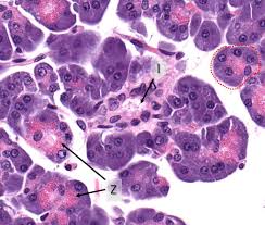 Maybe you would like to learn more about one of these? Pancreas Exocrine And Endocrine Veterinary Histology