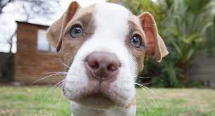 Red Nose Pitbull Pros Cons And Your Ultimate Faq Allevamento american pit bull terrier, abruzzo, teramo.