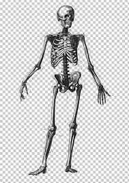 There also are bands of fibrous connective tissue—the ligaments and the tendons—in intimate relationship with the parts of the skeleton. Human Skeleton Bone Human Body Anatomy Diagram Png Clipart Anatomy Appendicular Skeleton Arm Biology Costume Design