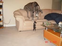 Great dane's are notorious couch potatoes but they'll also sit on anything else comfortable that they can find! Hoomans Are Posting Hilarious Photos Of Their Great Danes And It S Crazy How Large They Are Artfido