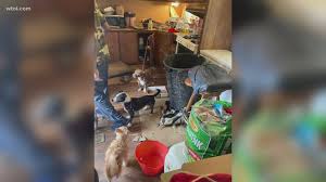 High quality & easy to set up. Toledo Humane Society Rescues More Than 30 Pets Found Stacked In Cages Tied To Kitchen Cabinets And Hidden In A Wall Wtol Com