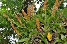 Image result for Liparis harketii