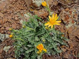 Image result for Crepis newii