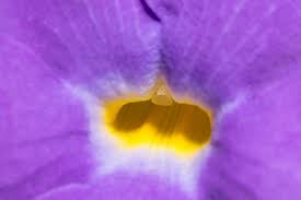 24 sfondi gratis per il tuo telefono | vita su marte. Sfondo Fiore Viola E Giallo 1856651 Foto D Archivio