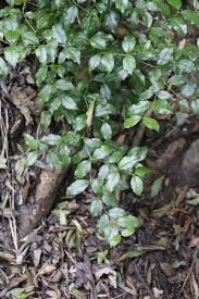 Image result for Cassinopsis