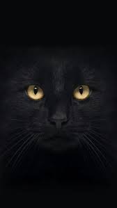 Black Cat Schwarze Katze Susse Tiere Susse Tiere Zeichnen