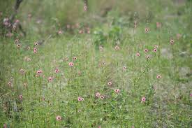 Image result for Sesamum calycinum