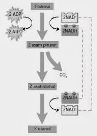 Respirasi pada tumbuhan, respirasi memiliki arti bernafas. Respirasi Anaerob Pengertian Skema Proses Tabel Guru Belajarku
