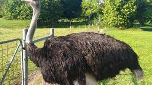 Relaxing with ostrich» (jelita ostrich farm). Get Close To The Ostrich Review Of Jelita Ostrich Farm Seremban Malaysia Tripadvisor