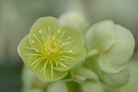 When the general public looks at the colorful part of a plant, they call it a flower. Hellebore Plant Care Growing Guide