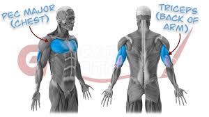 If you want bigger biceps, do barbell curls and hammer curls to help you get bulkier upper arm muscles. Learn How To Bench Press In 3 Simple Steps Graduate Fitness