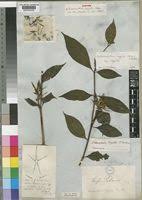 Image result for Sclerochiton vogelii