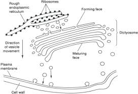 Hence, the absence of golgi apparatus will hamper the formation of new cells during cell division. Golgi Apparatus An Overview Sciencedirect Topics