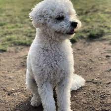 In between your veterinary visits, your pet will benefit from you reading these free informative articles. South San Diego Veterinary Hospital 55 Photos 28 Reviews Veterinarians 2910 Coronado Ave San Diego Ca Phone Number