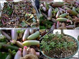 ２０１１年 多肉植物 葉挿し 挿し木バット 形もできて 根も生えてきました 多肉うきうき Life