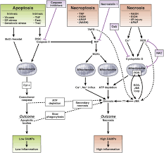 Resource links provided by the national library of medicine. Cell Death And Cell Death Responses In Liver Disease Mechanisms And Clinical Relevance Gastroenterology