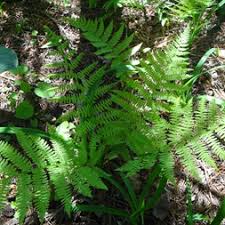Image result for Woodsiaceae