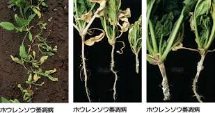 ホウレンソウ萎凋病 病害データベース 種苗事業部 武蔵野種苗園