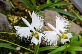 Image result for Habenaria dregeana