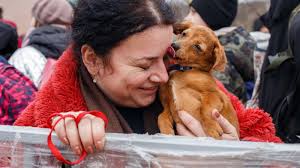 Auch Hunde und Katzen auf der Flucht: „Tiere wurden in der Nachkriegszeit  zu Symbolfiguren des Überlebens“